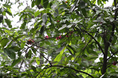 Syzygium malaccense